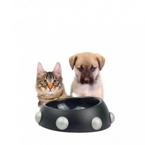 Rex Raddix Pet Feeding Bowl